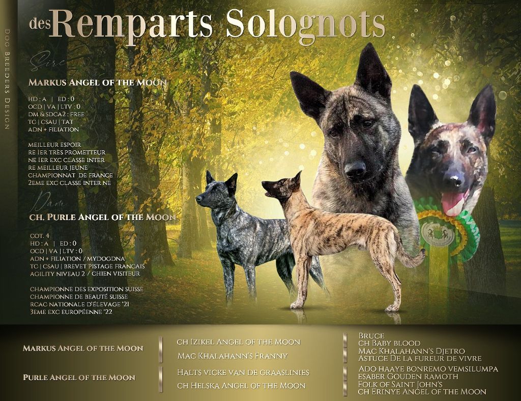 Des Remparts Solognots - acou^lement