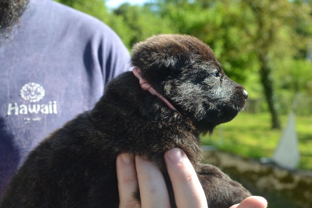 Des Remparts Solognots - Chiots disponibles - Berger hollandais