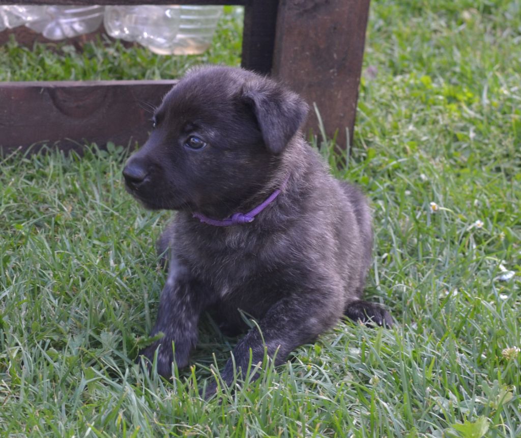 Des Remparts Solognots - Chiots disponibles - Berger hollandais