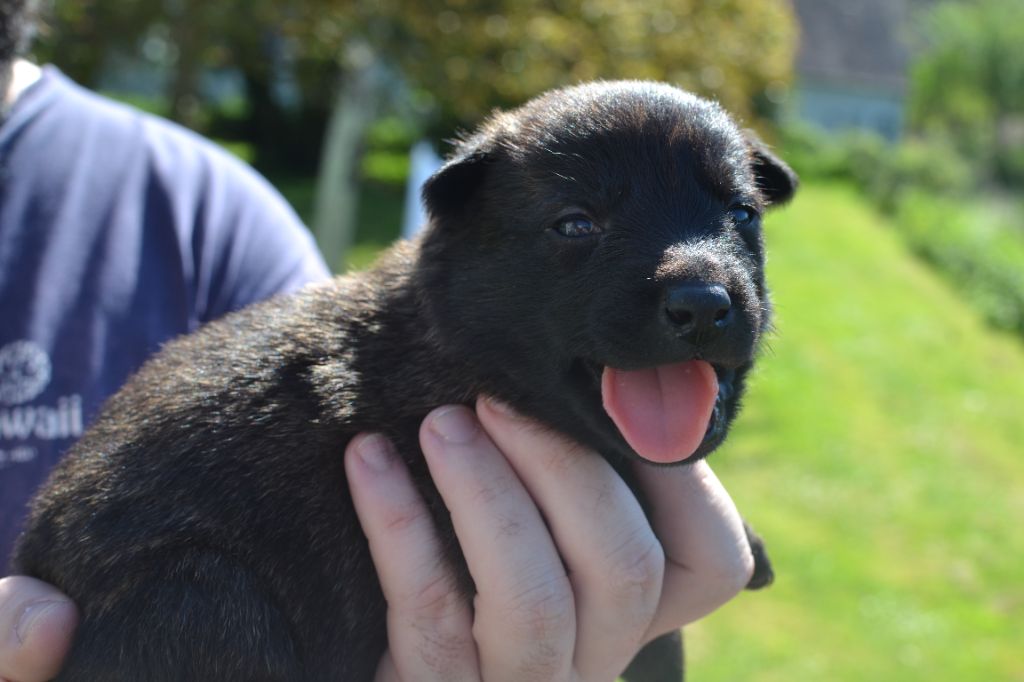 Des Remparts Solognots - Chiots disponibles - Berger hollandais