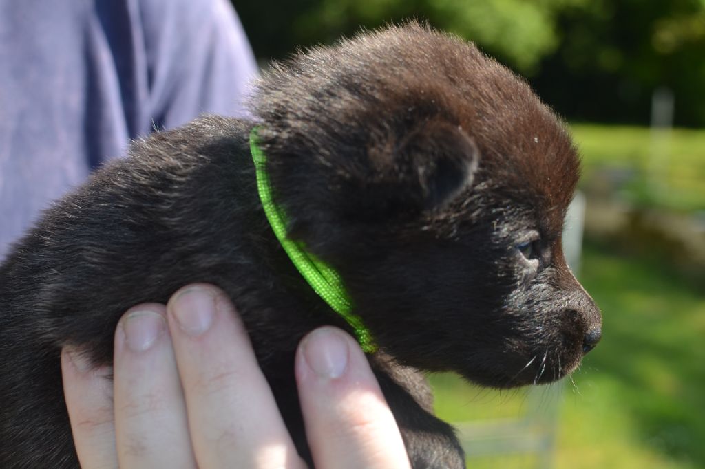 Des Remparts Solognots - Chiots disponibles - Berger hollandais