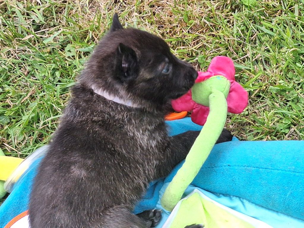 Des Remparts Solognots - Chiots disponibles - Berger hollandais